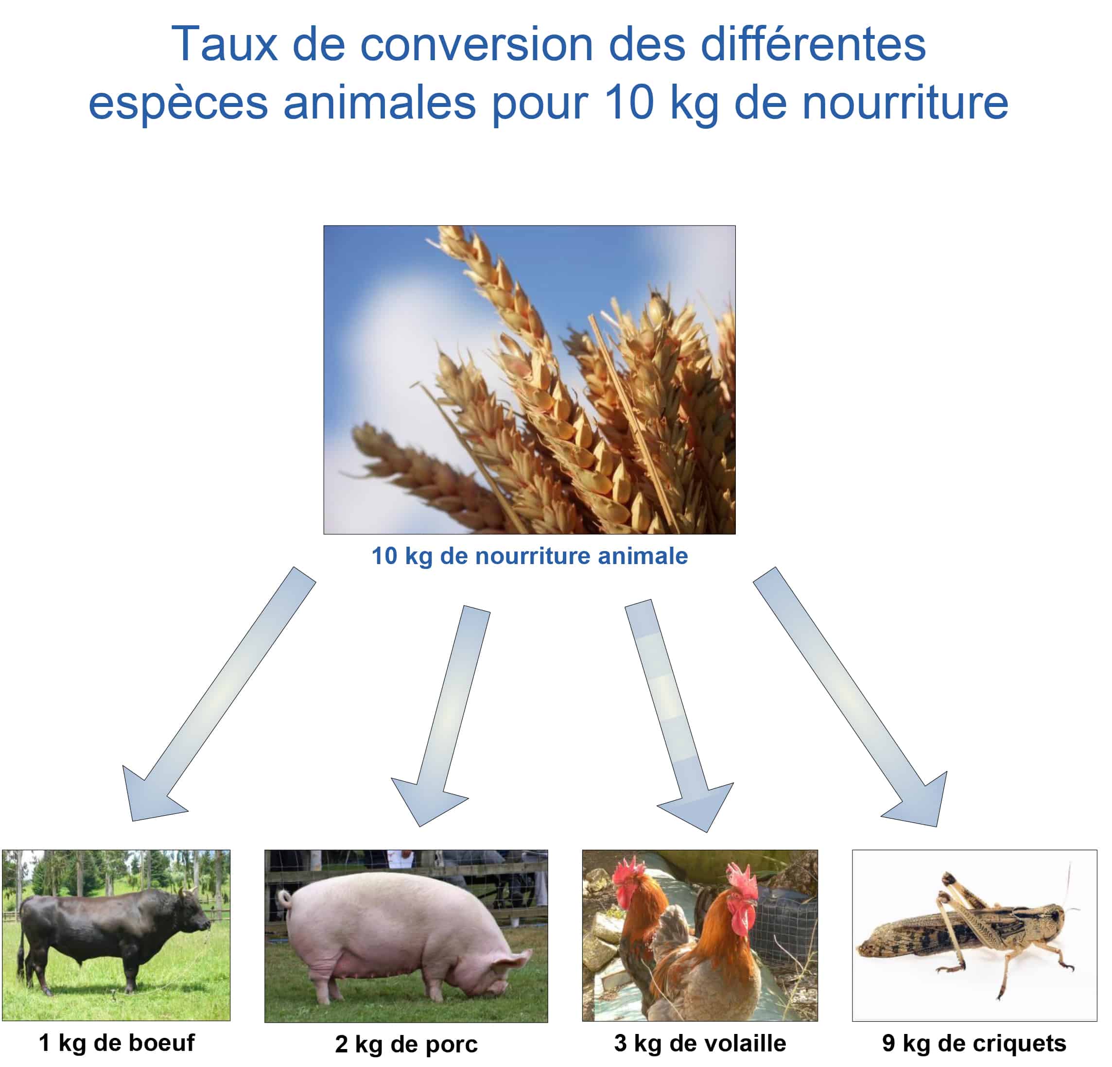 Taux de conversion des différentes espèces animales pour 10 kg de nourriture