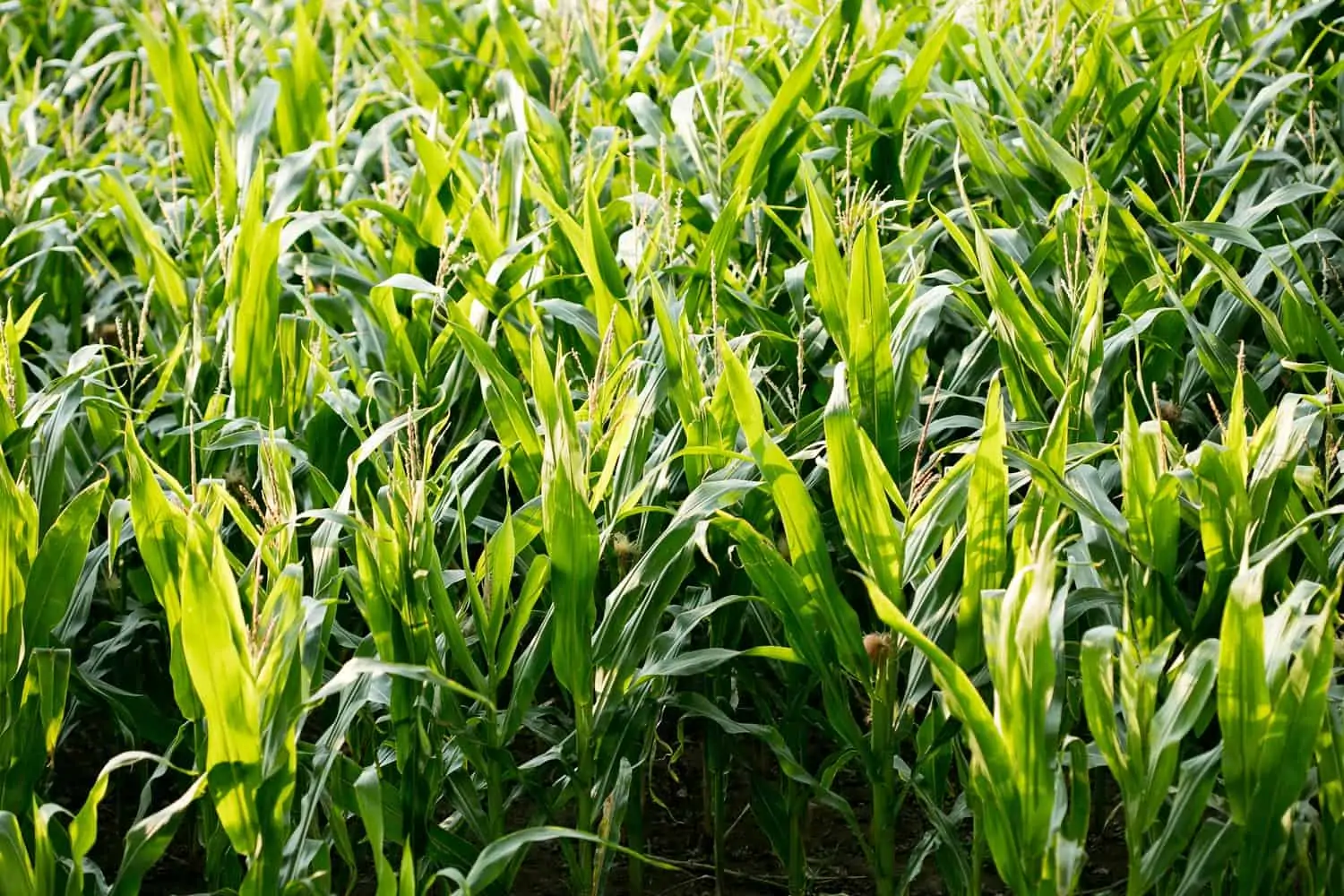 Association de plantes (Milpa) - Nutri Green Planet.jpg