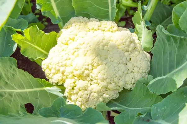 Association de plantes avec les choux-fleurs - Nutri Green Planet.jpg