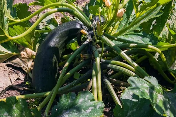 Association de plantes avec les courgettes - Nutri Green Planet.jpg