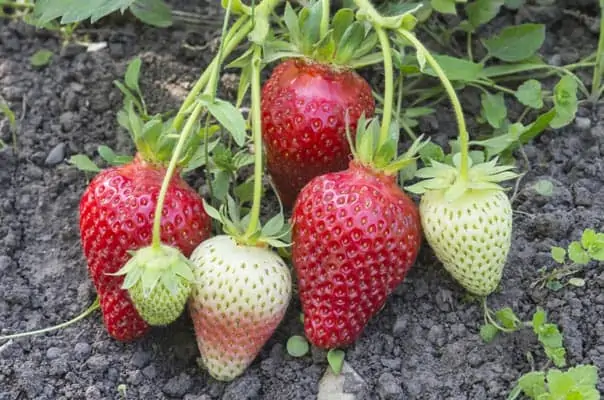 Association de plantes avec les fraises - Nutri Green Planet.jpg