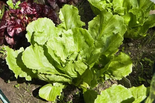 Association de plantes avec les laitues - Nutri Green Planet.jpg