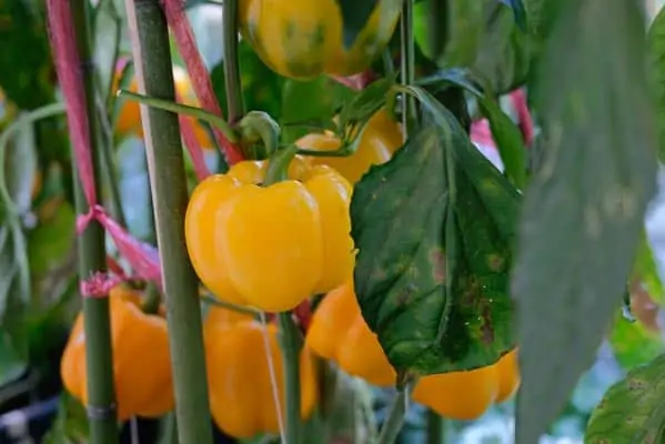 Association de plantes avec les poivrons - Nutri Green Planet.jpg