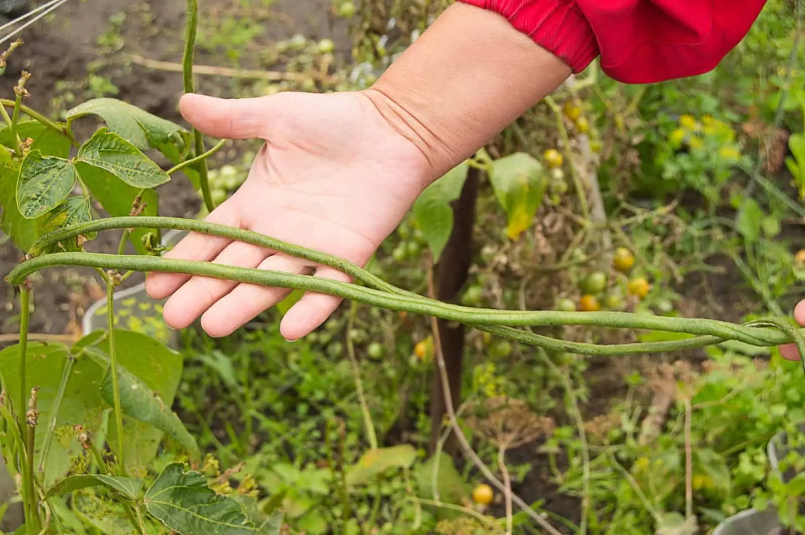 Association de plantes pour optimiser vos ressources - Nutri Green Planet.jpg