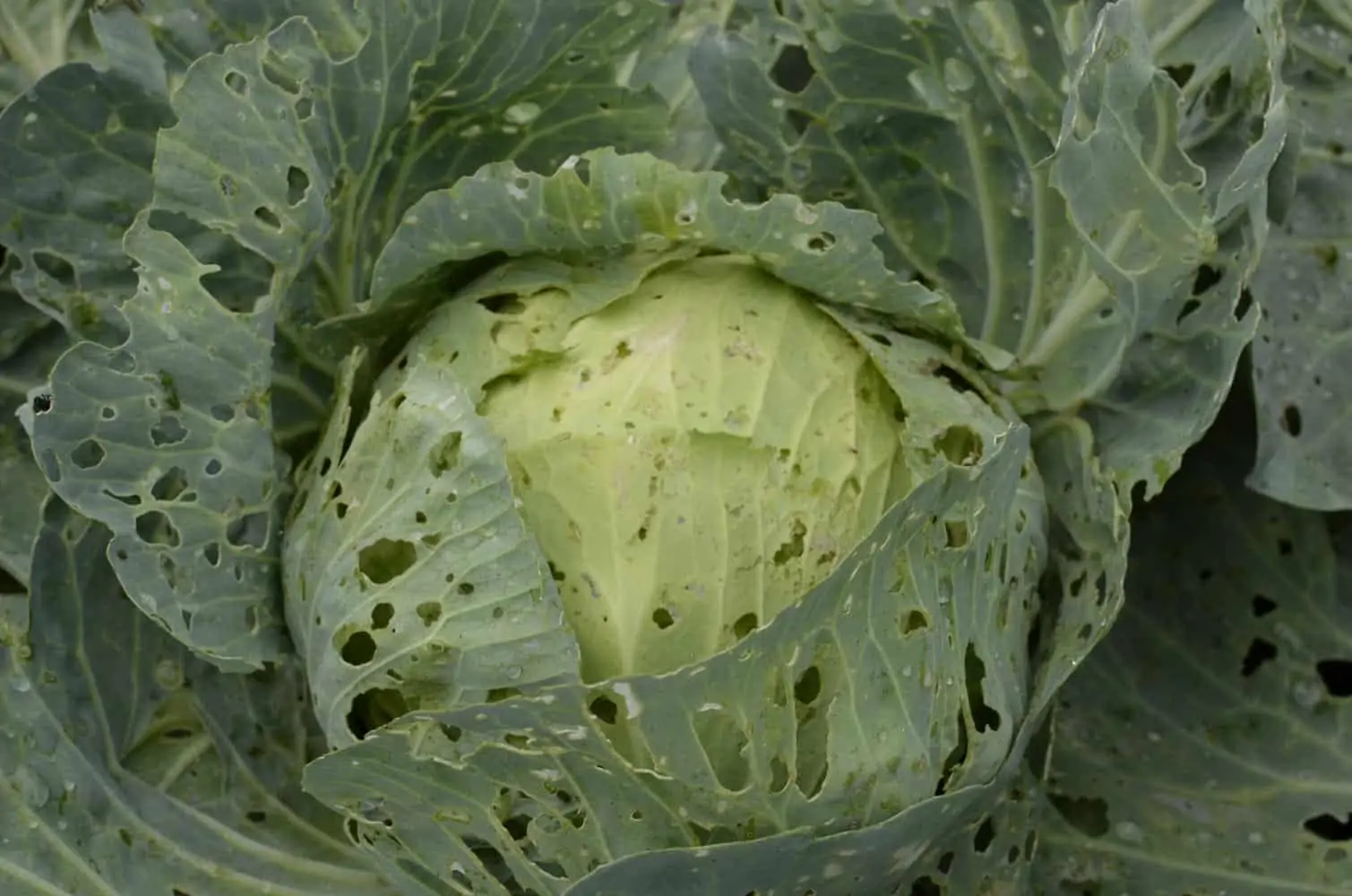 Association de plantes pour réduire les ravageurs - Nutri Green Planet.jpg