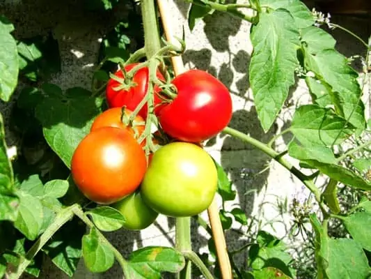 Association de plantes avec les tomates - Nutri Green Planet