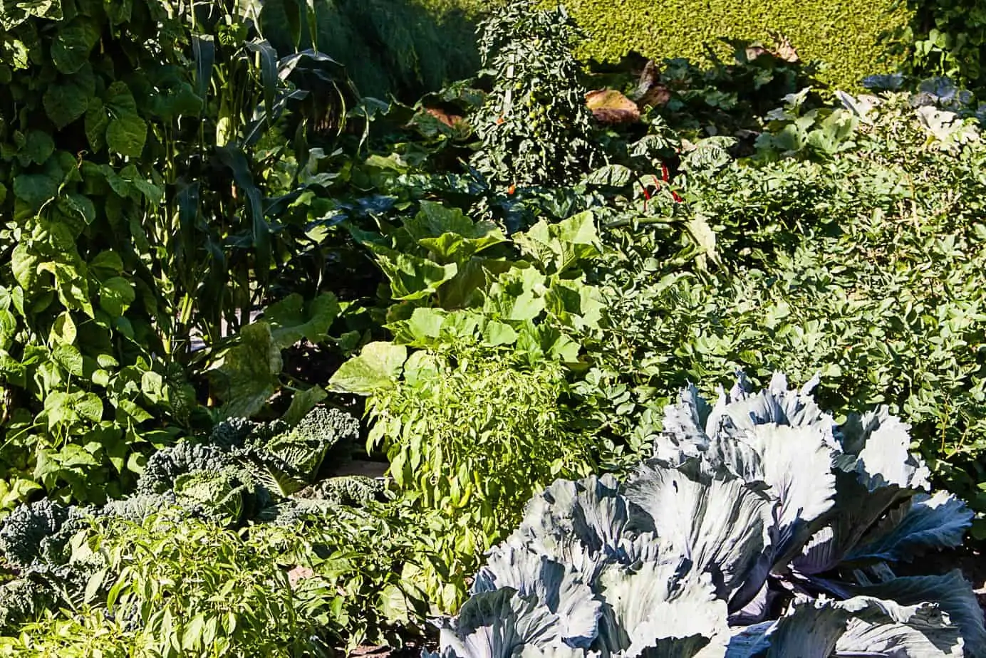Associations des plantes et rotation des cultures - Nutri Green Planet.jpg