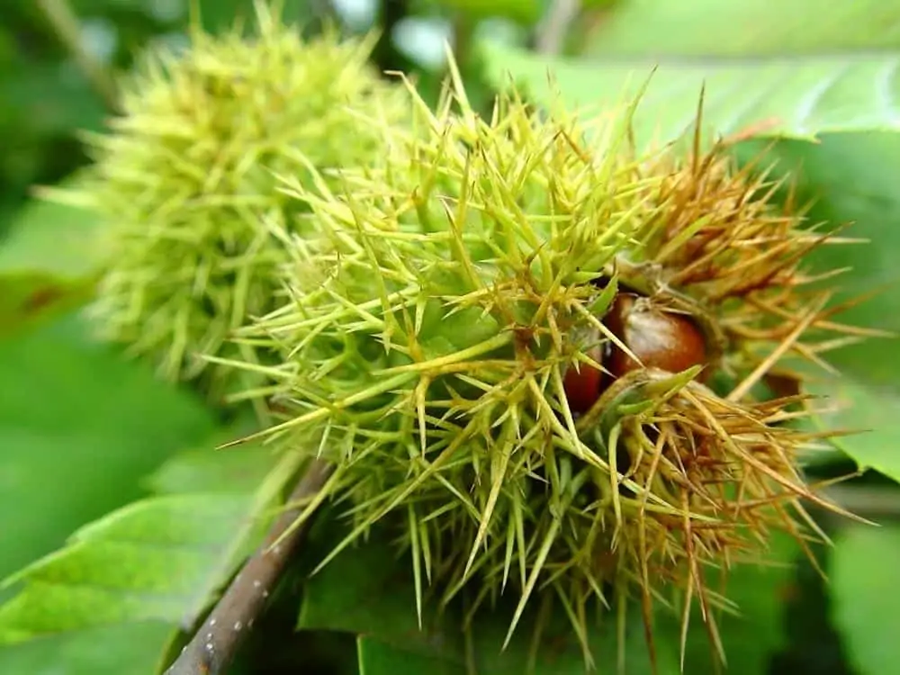 Châtaigne et bogue - Nutri Green Planet