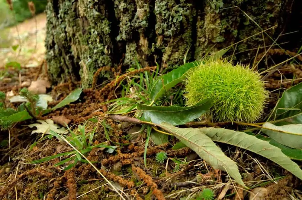 Chataigne sur le sol - Nutri Green Planet