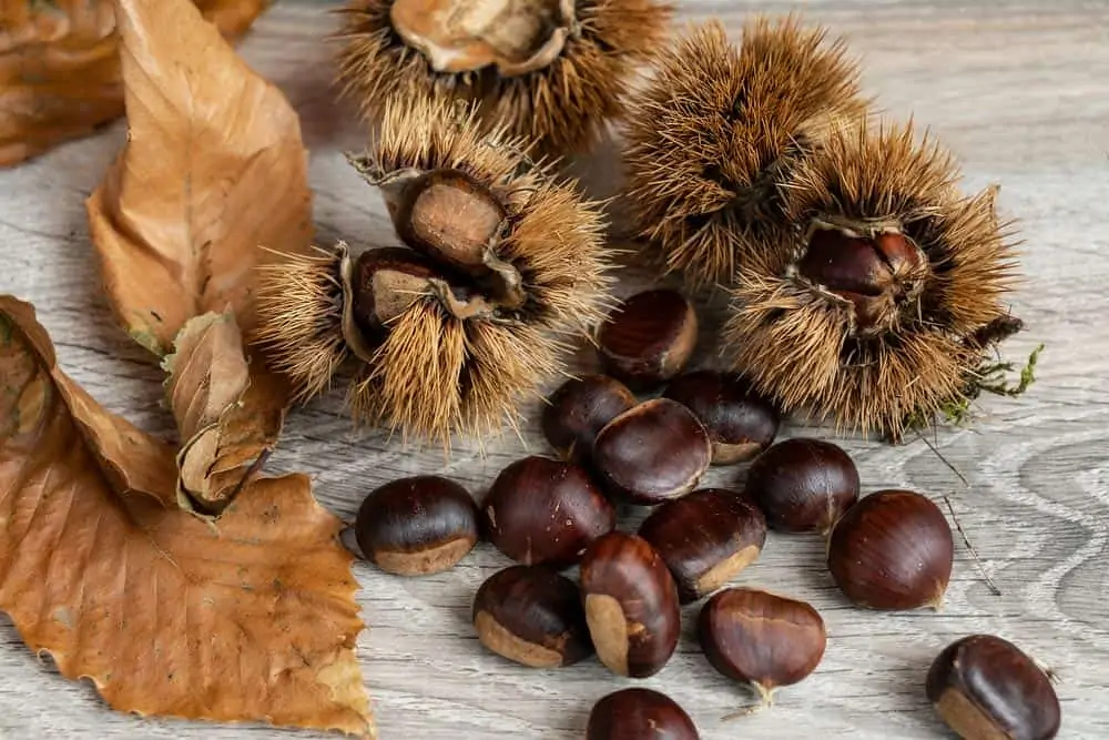 Comment faire pousser un châtaignier à partir d'une châtaigne - Nutri Green Planet