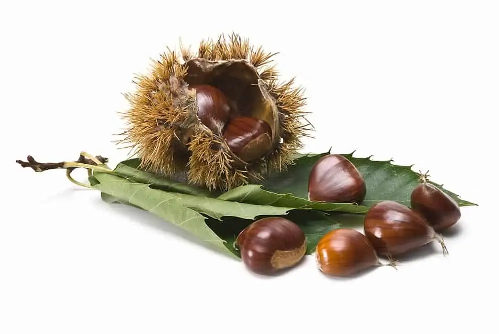 Chataignes et feuilles - Nutri Green Planet