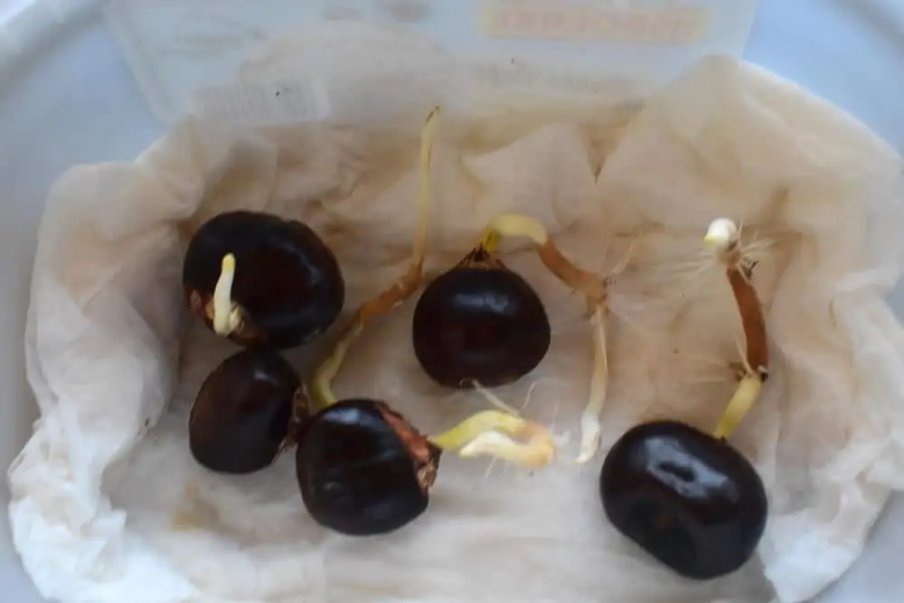 Chataignes germées - Nutri Green Planet