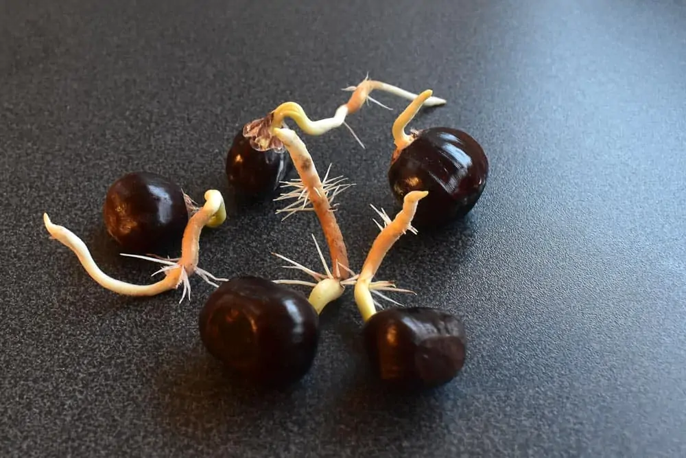 Châtaignes germées sur table - Nutri Green Planet