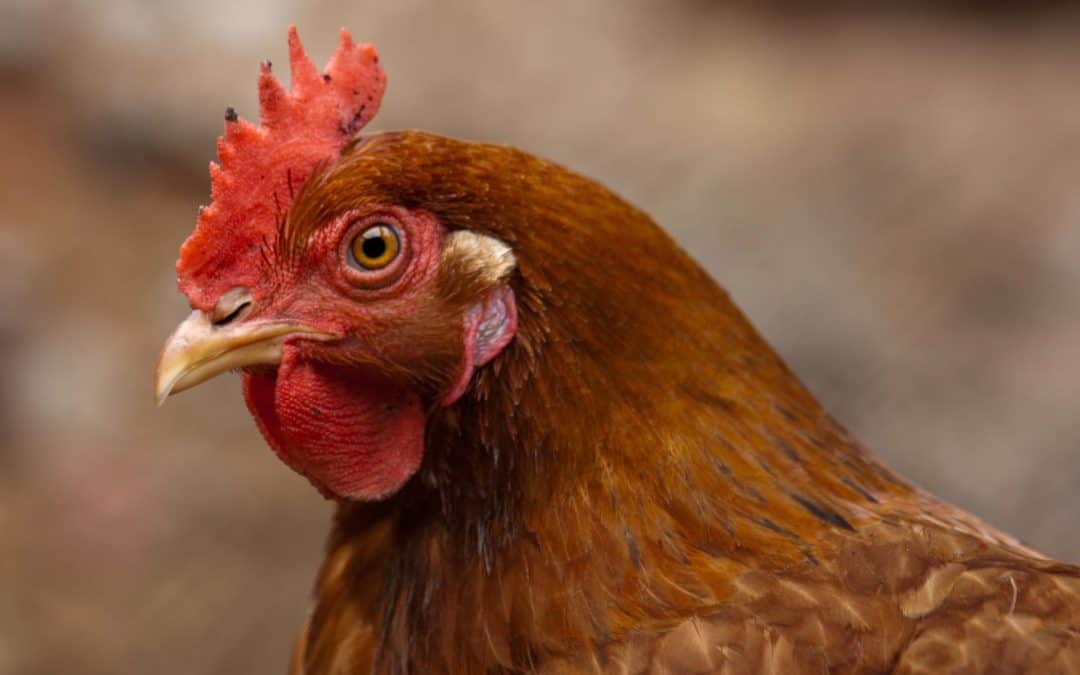 Comment élever des poules chez soi ?