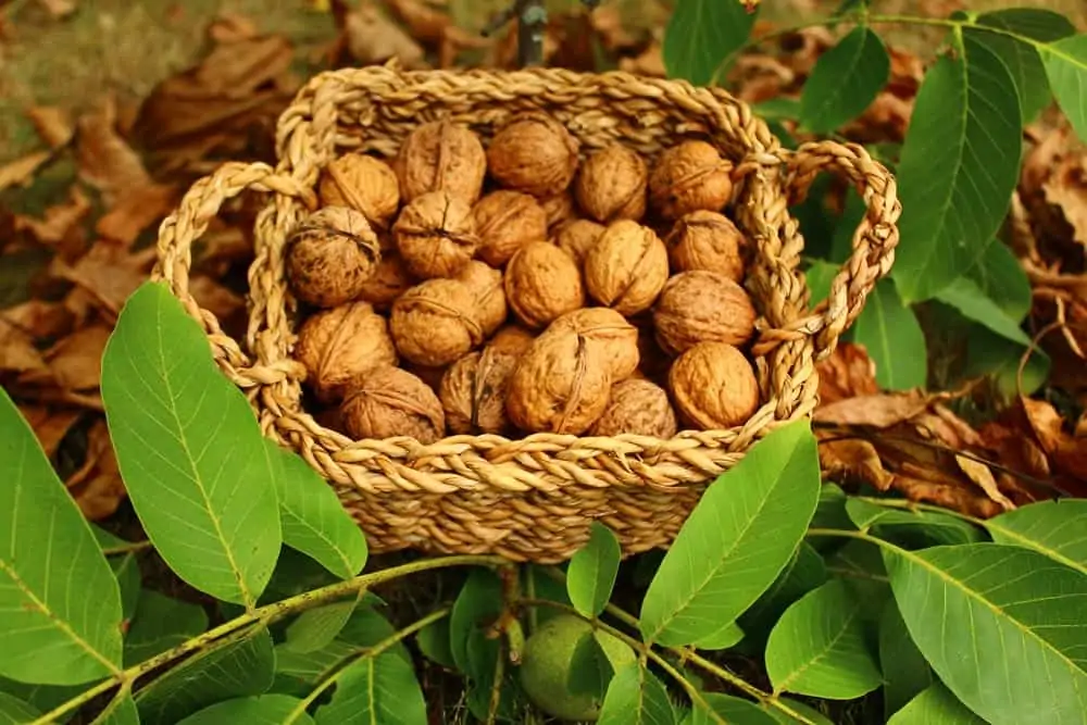 Conservation des noix - Nutri Green Planet