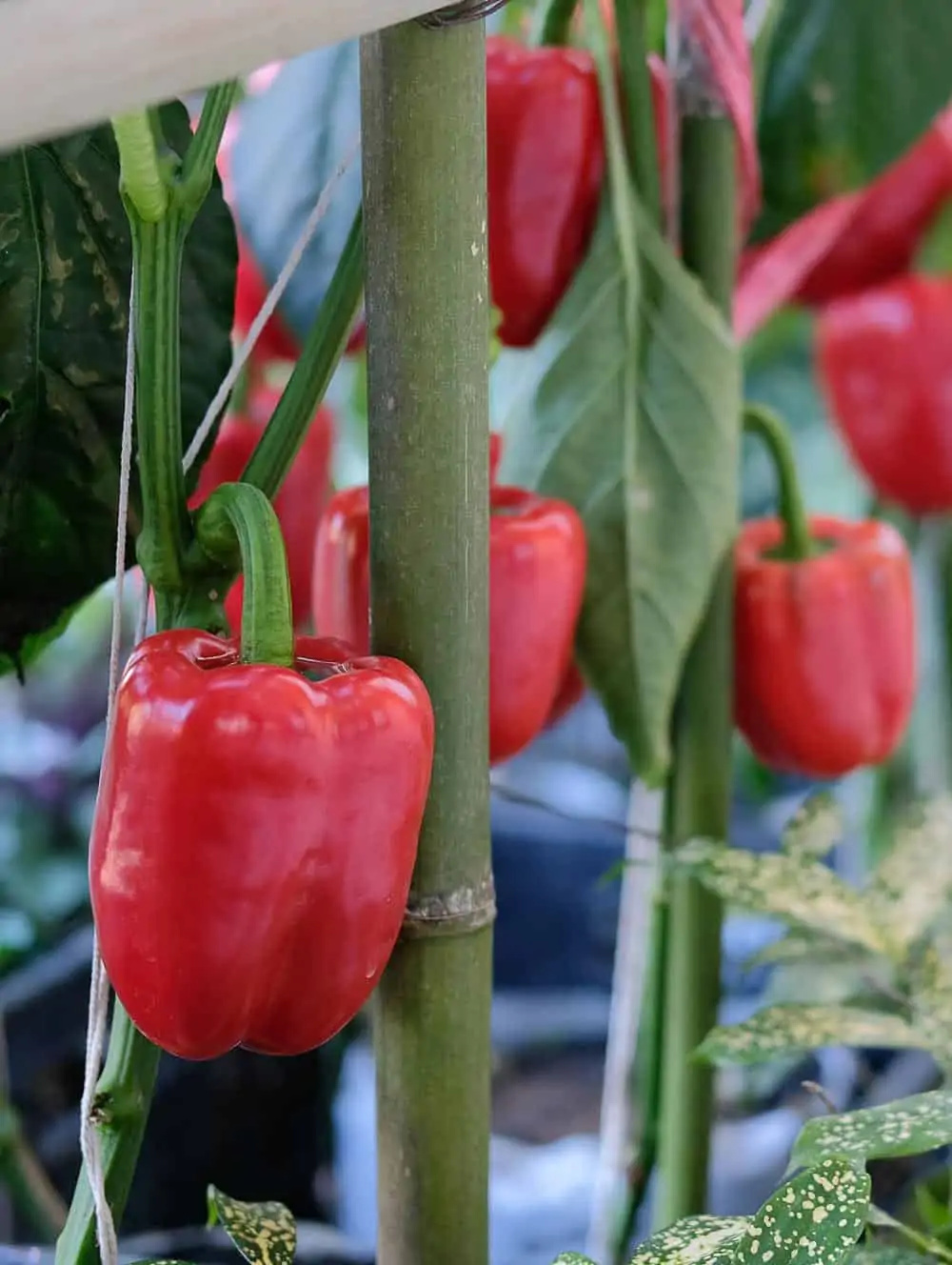 Culture de poivrons en aquaponie - Nutri Green Planet