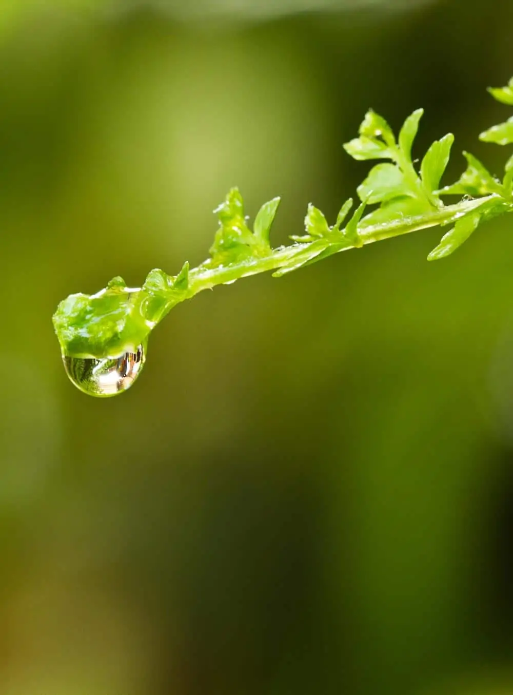Cycle de l'azote - Nutri Green Planet