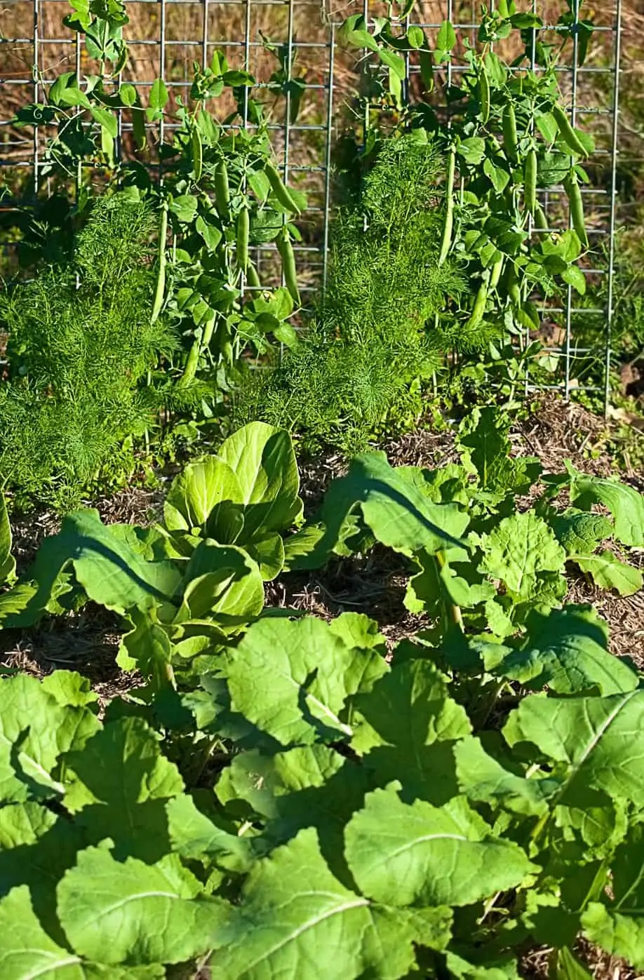 Les meilleures associations de plantes au potager 2 - Nutri Green Planet.jpg