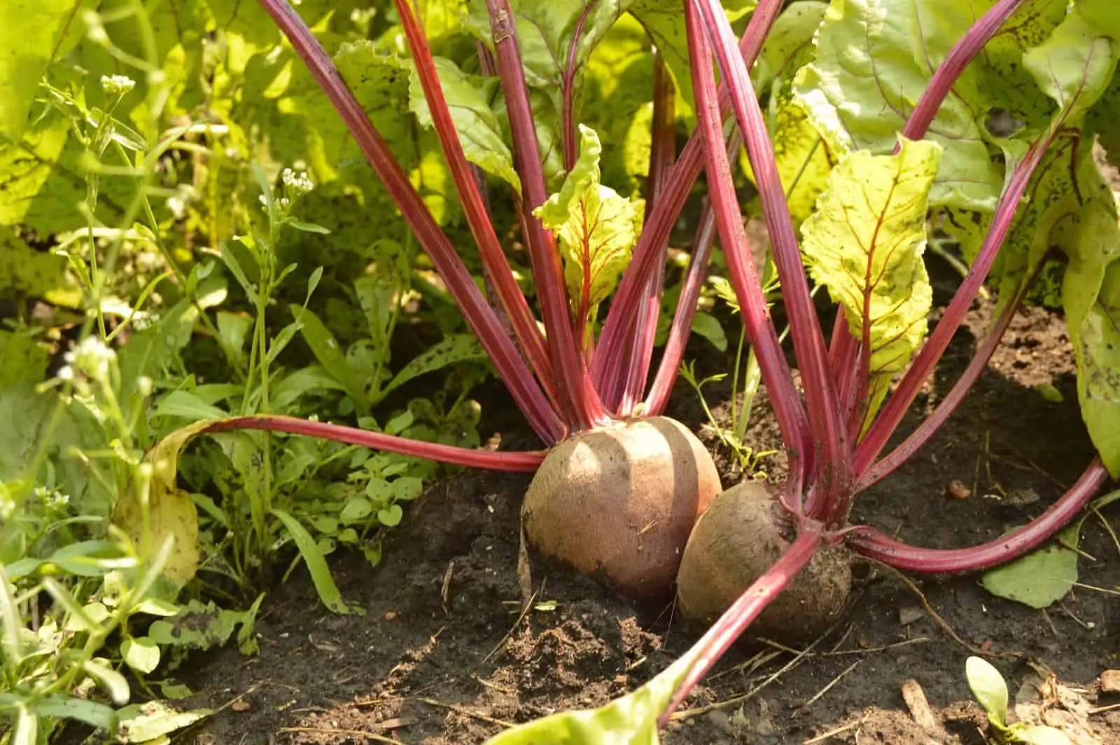Les meilleures associations de plantes au potager 3 - Nutri Green Planet.jpg