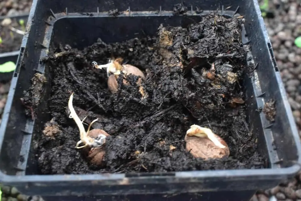 Noix germées dans substrat - Nutri Green Planet