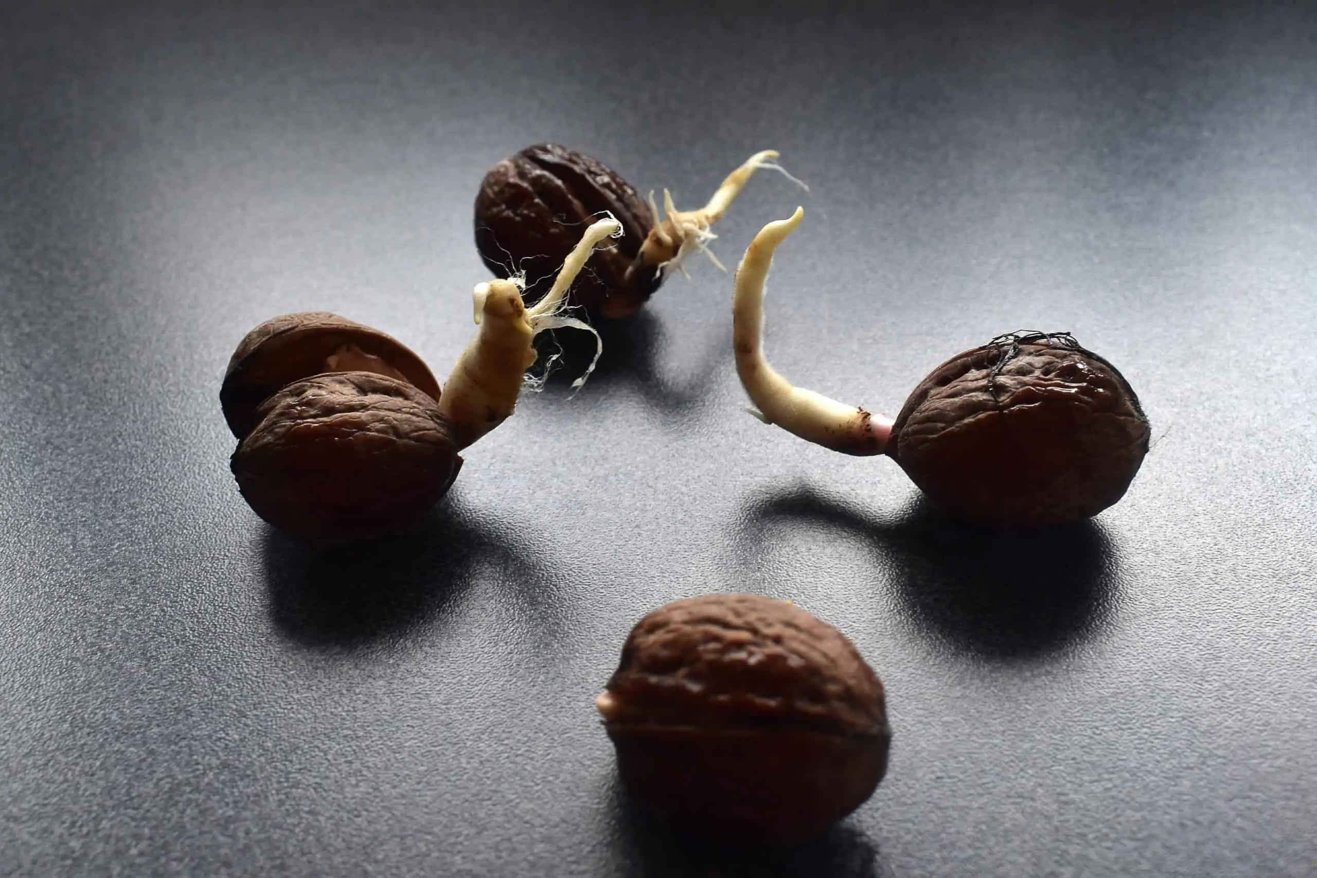 Noix germées sur table - Nutri Green Planet