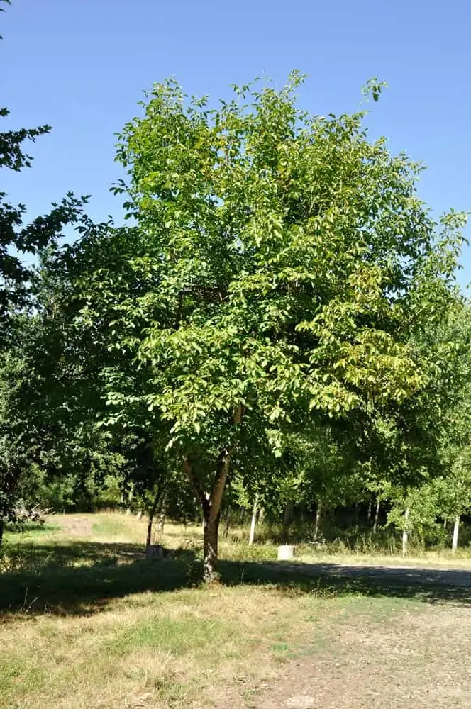 Noyer adulte - Nutri Green Planet
