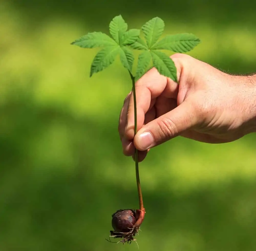 Petit châtaignier - Nutri Green Planet