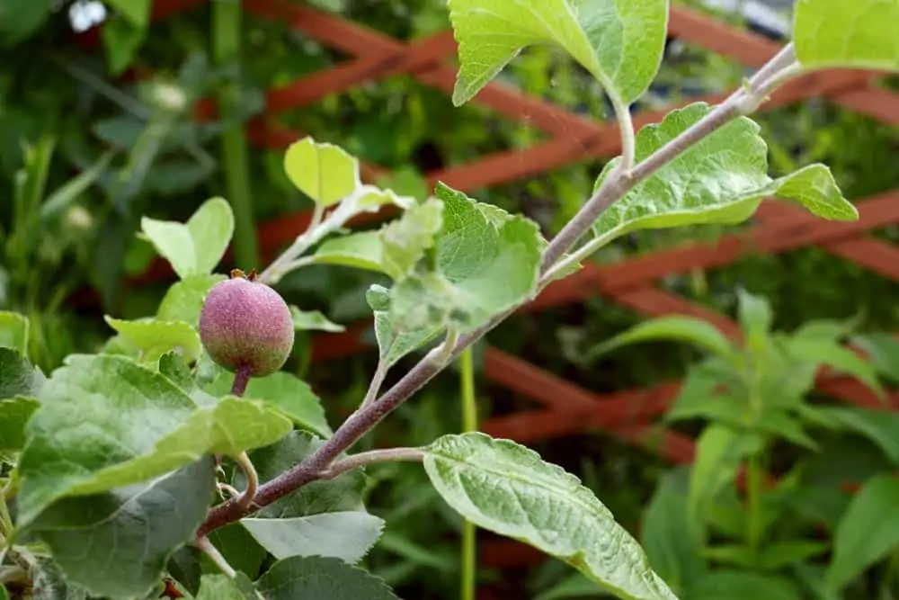 Petite pomme sur pommier - Nutri Green Planet