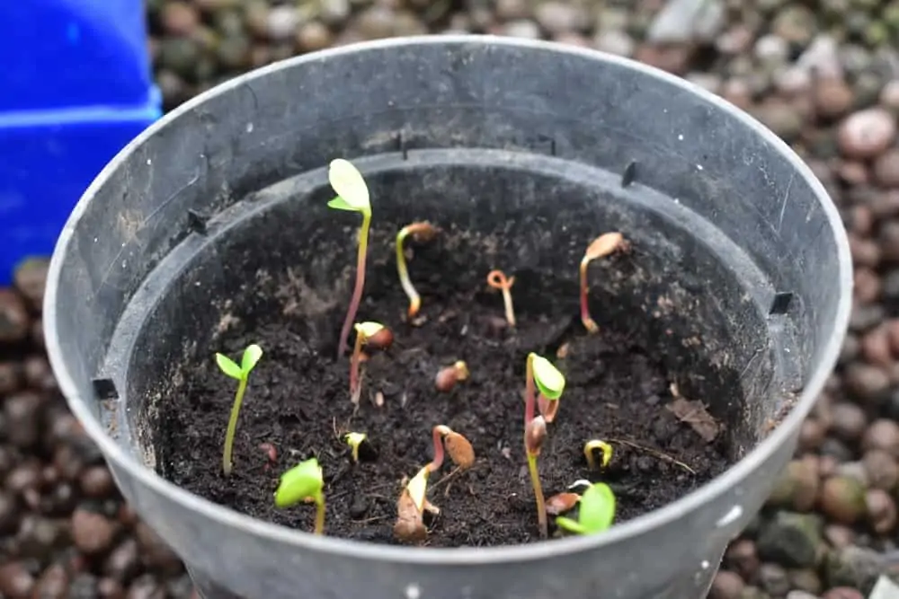Petits pommiers - Nutri Green Planet