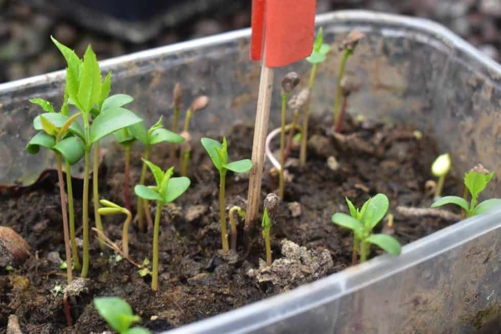 Comment faire pousser un pommier à partir d'un pépin - Nutri Green Planet