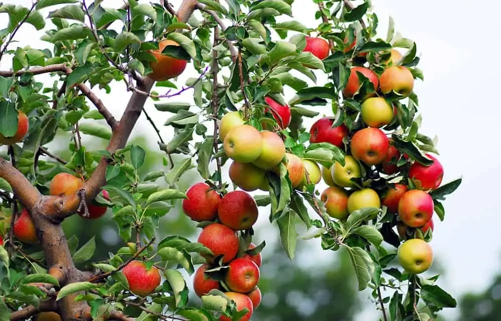 Pommes sur un arbre qui a poussé à partir de pépins de pommes - Nutri Green Planet