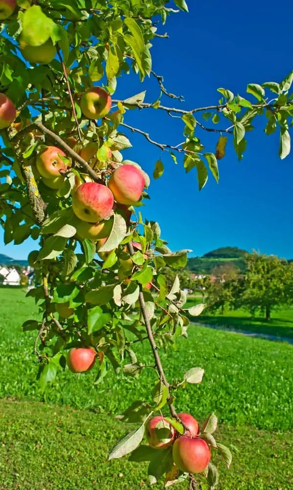 Pommier - Nutri Green Planet