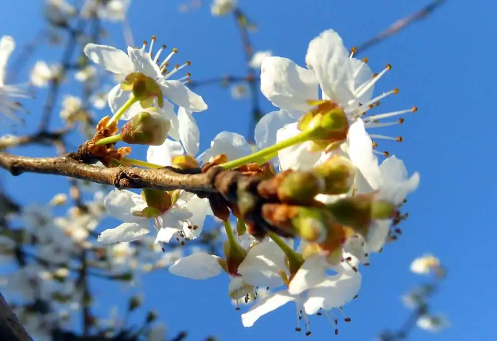 Pommier en fleur 2 - Nutri Green Planet