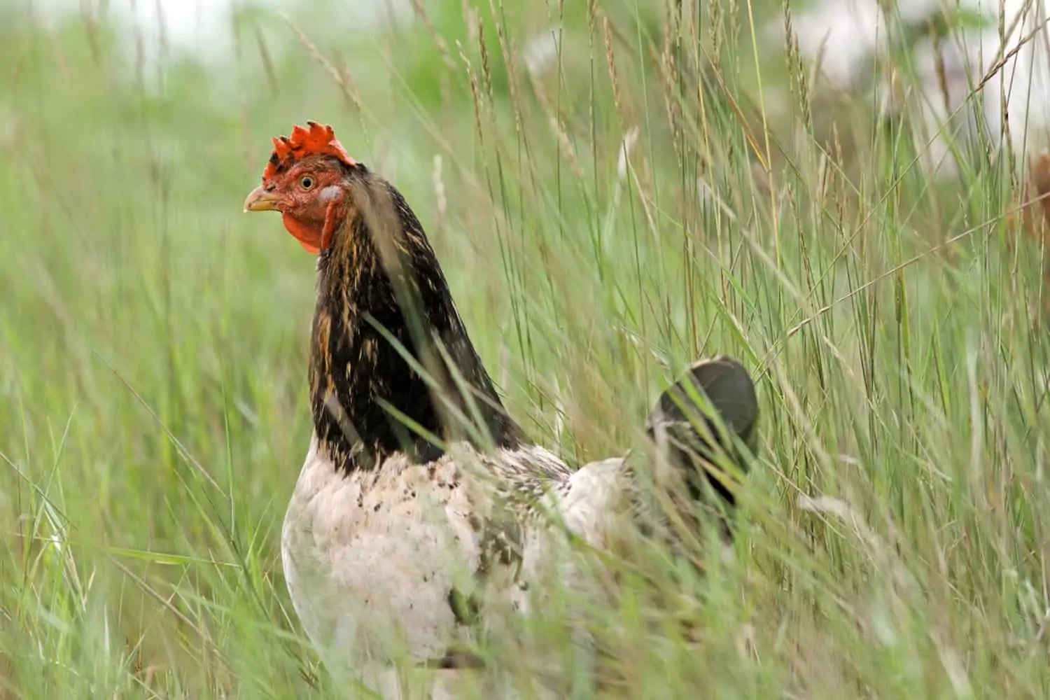 Poule pondeuse dans un pré - Nutri Green Planet