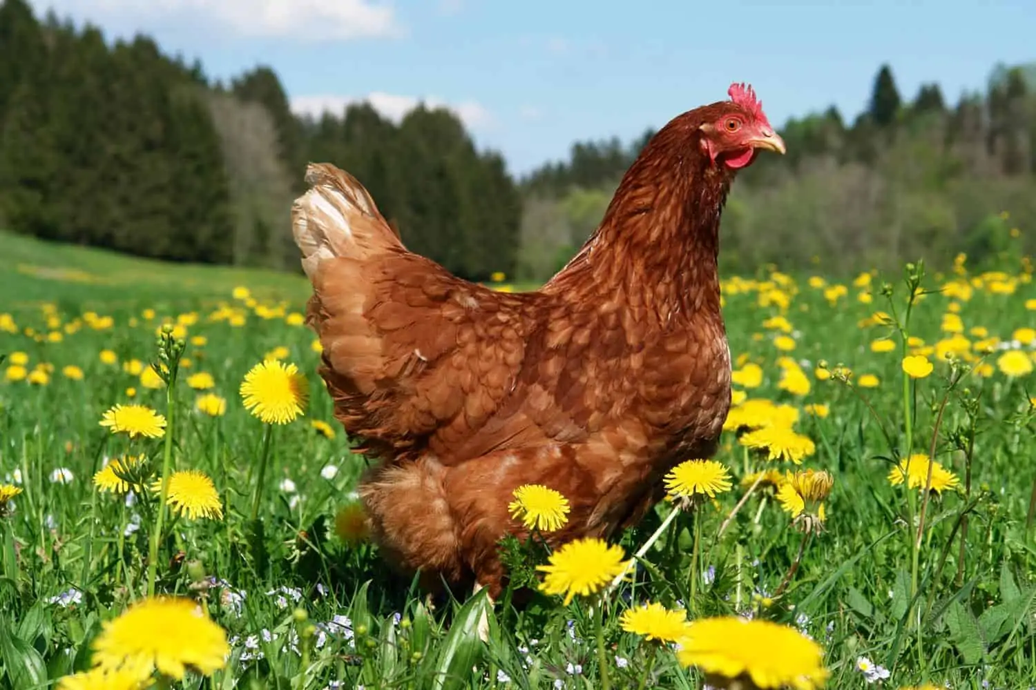 Poule-Poule pondeuse dans un pré fleuri - Nutri Green Planet-dans-un-pré-fleuri---Nutri-Green-Planet
