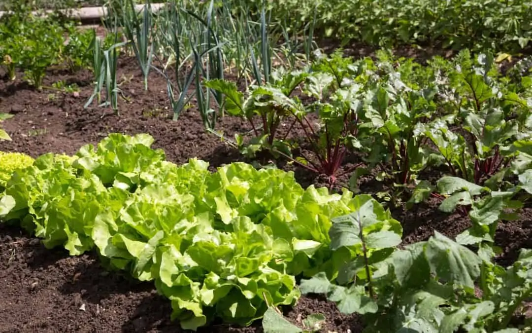 Stratégie d'association de plantes - Nutri Green Planet.jpg