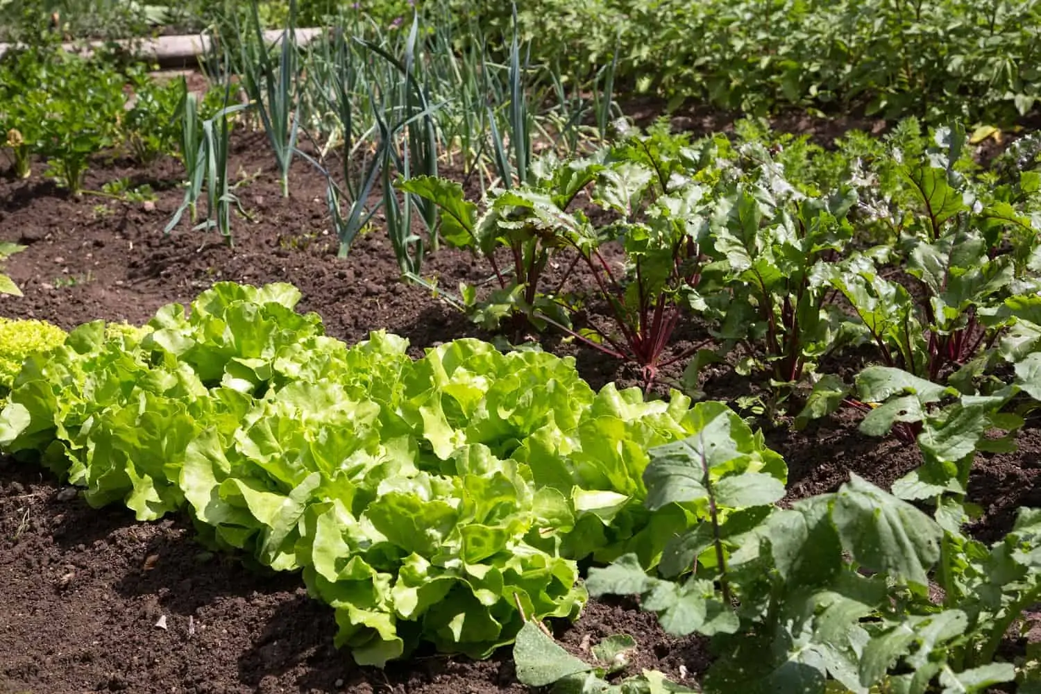 Stratégie d'association des plantes - Nutri Green Planet.jpg