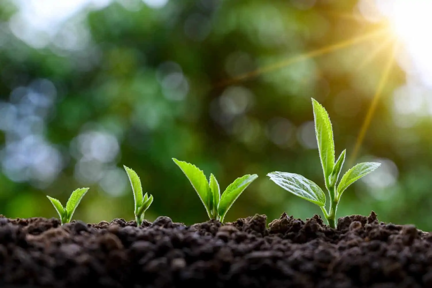 Faire des semis échelonnés dans le temps (Nutri Green Planet)