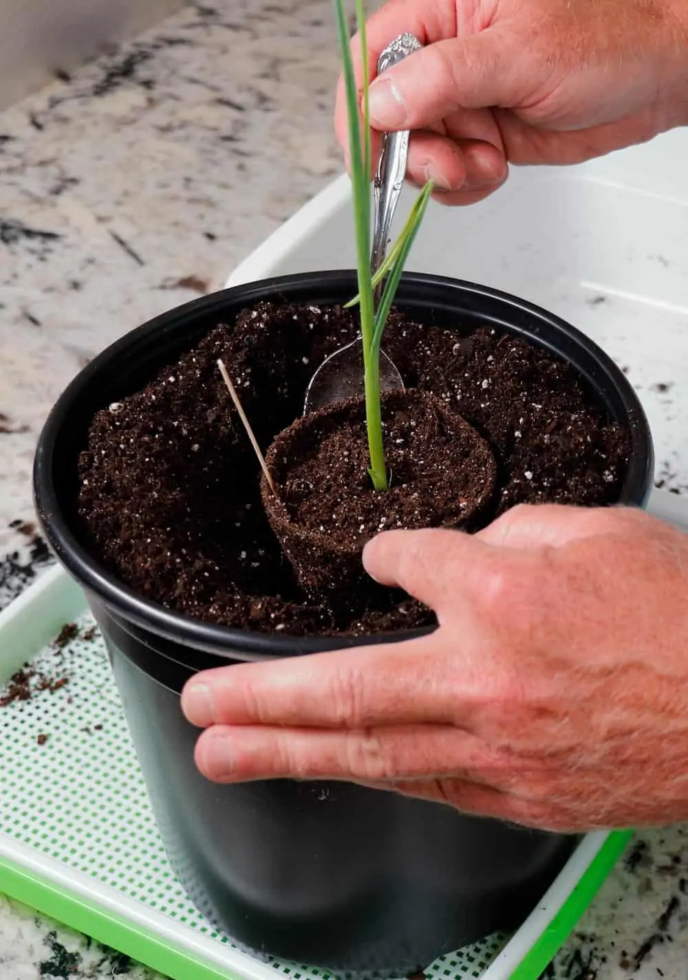 Plante en pot dans du terreau tamisé (Nutri Green Planet)