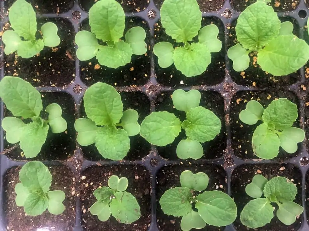 Semis de légumes dans du terreau tamisé (Nutri Green Planet)