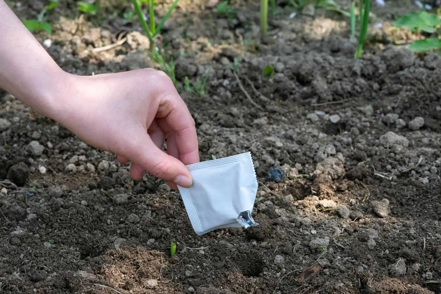 Semis direct en pleine terre du potager (Nutri Green Planet)
