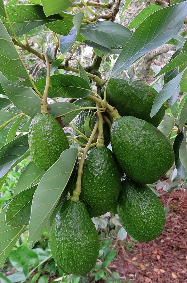 Arbre à avocat 2 - Nutrigreenplanet
