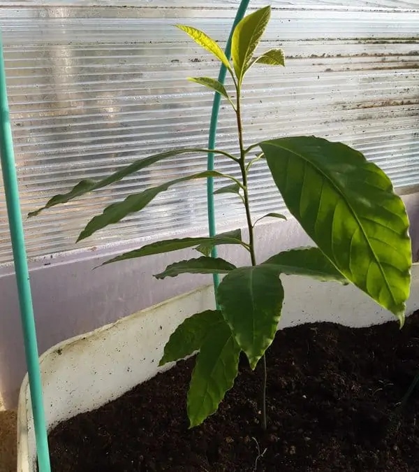 Comment faire pousser un avocatier à partir d’un noyau ?