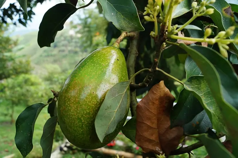 Avocatier - Nutrigreenplanet
