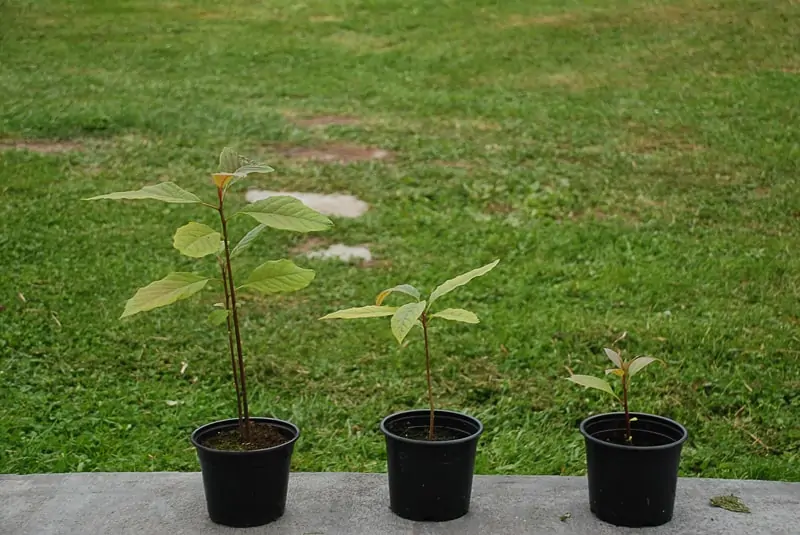 Plants d'avocat - Nutrigreenplanet