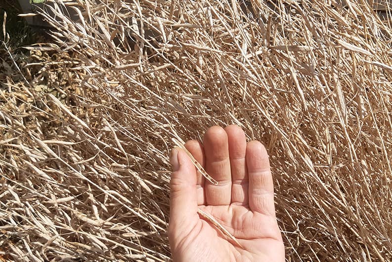 Comment faire pousser de la roquette dans son jardin ?