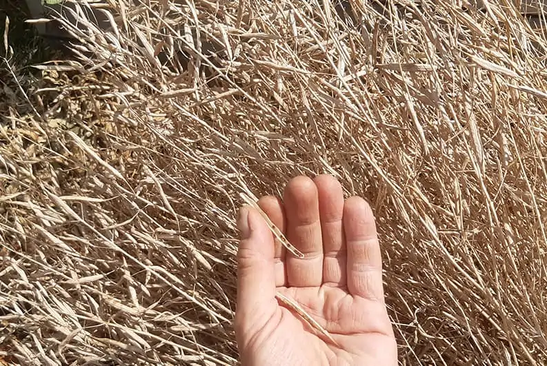 Comment faire pousser de la roquette dans son jardin ?