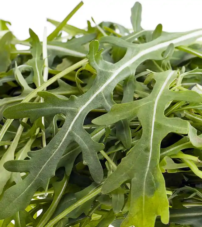 Roquette - Nutri Green Planet