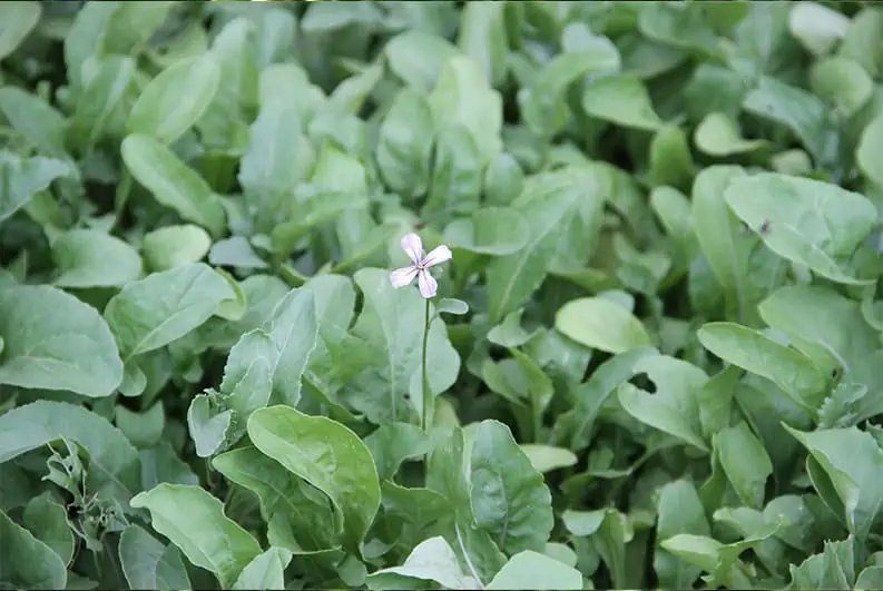 Roquette en fleur - Nutri Green Planet