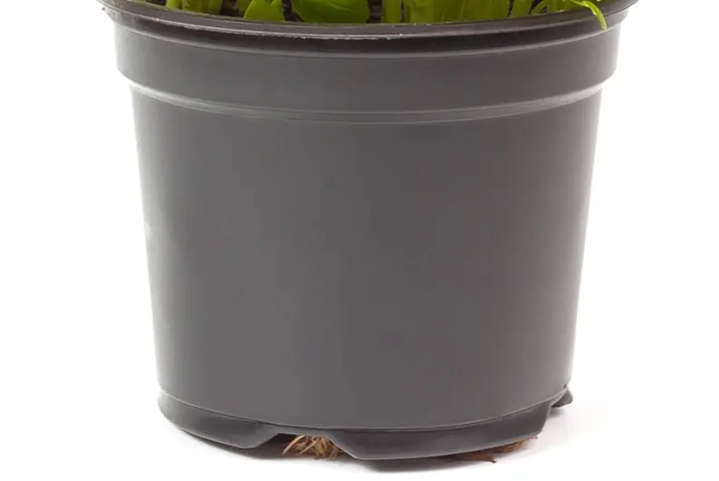 Roquette en pot - Nutri Green Planet